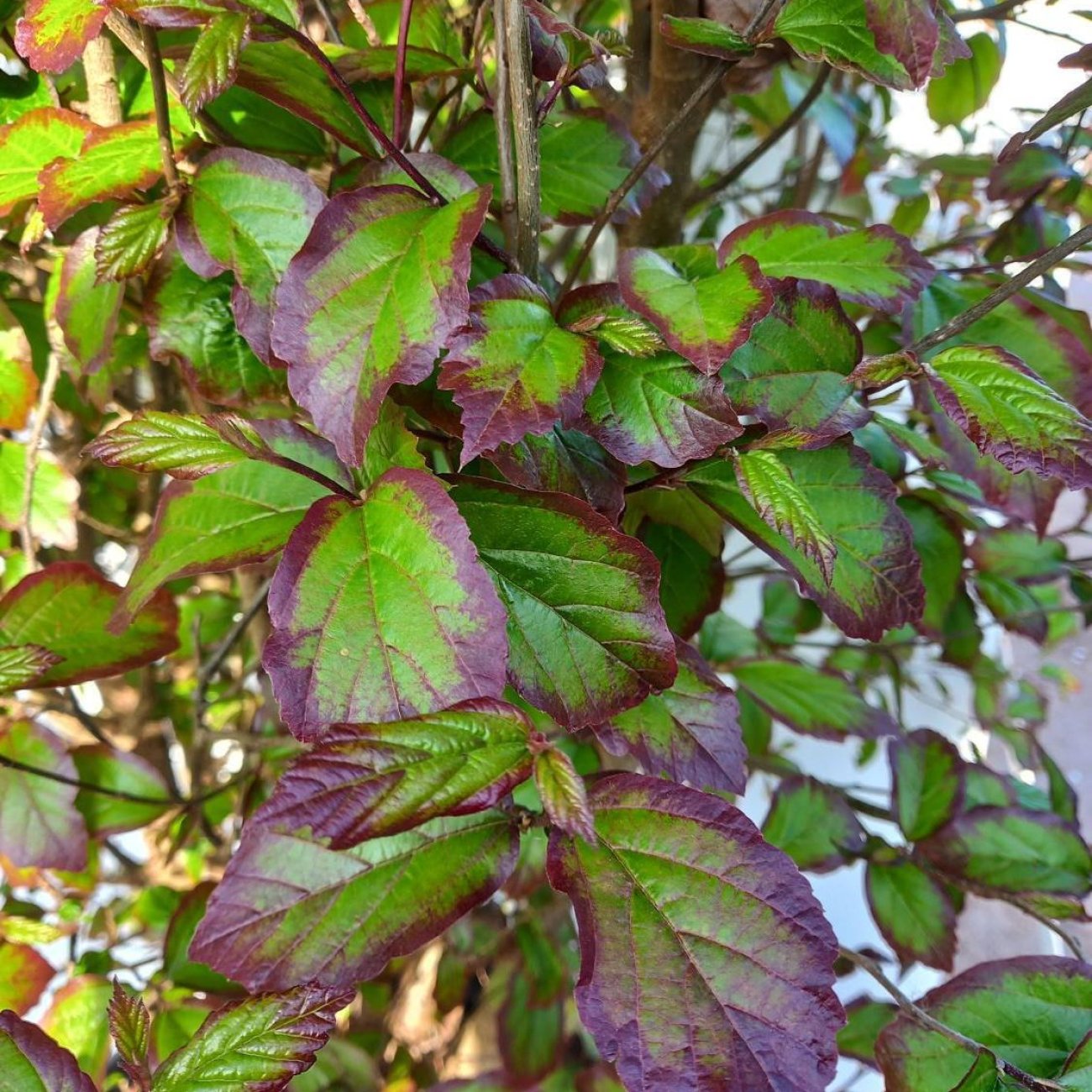 Obrázok Parócia perzská (Parrotia persica) ´PERSIAN SPIRE´ - výška 30-50 cm, kont. C2L
